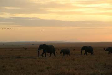 Fototapeta na wymiar Elephants On Field Against Sky During Sunset