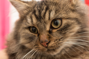 Muzzle of a fluffy cat