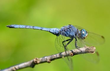 Macro shots, Beautiful nature scene dragonfly. 