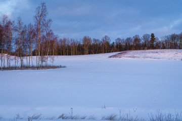 Winter morning, fields covered with snow, sunlit birch grove and forest in the distance