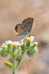 Closeup beautiful butterfly in a summer garden