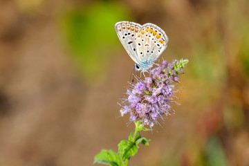 Closeup beautiful butterfly in a summer garden