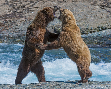 Brown Bears at McNeil River fighting over fishing spots