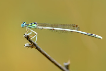 Macro shots, Beautiful nature scene dragonfly. 