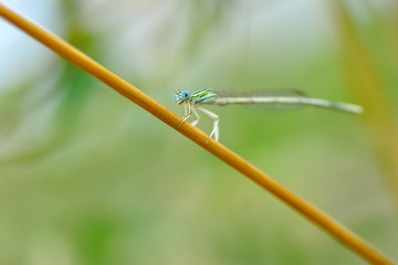 Macro shots, Beautiful nature scene dragonfly. 