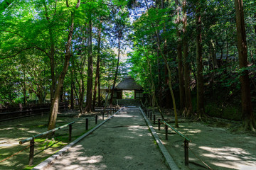 門に続く森の中の道