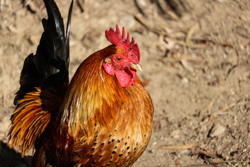 rooster on farm