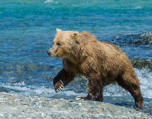 Brown Bear at McNeil River in Alaska