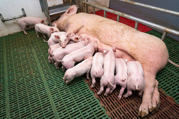 Moderne große Abferkelbucht bietet Platz für Muttersau und Ferkel