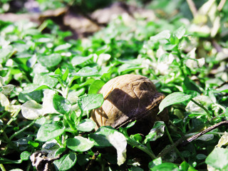 Nut waiting to be picked up