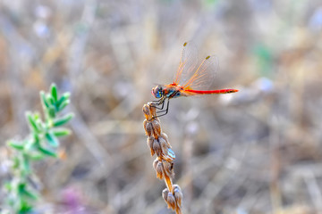 Macro shots, Beautiful nature scene dragonfly. 