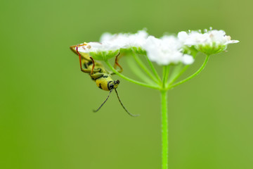 Close up  beautiful  insect in the garden