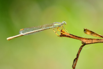 Macro shots, Beautiful nature scene dragonfly. 