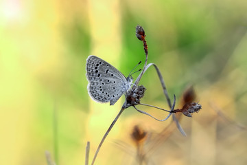 Closeup beautiful butterfly in a summer garden