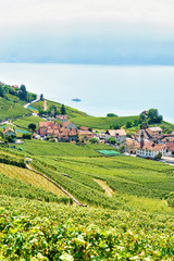 Fototapeta na wymiar Lavaux Vineyard Terraces hiking route, Lake Geneva and Swiss mountains, Lavaux-Oron district of Swiss