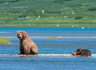 Brown Bear at McNeil River in Alaska