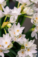 bouquet white narcissus flowers and space for your text. close up