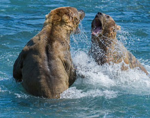Brown Bears fighting at McNeil River in Alaska