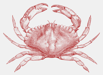 Red rock crab cancer productus from the west coast of North America - obrazy, fototapety, plakaty