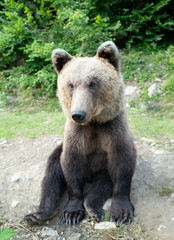 Plakat Brown bear stands in the background of the forest wildlife.