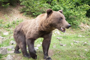 Brown bear stands in the background of the forest wildlife.