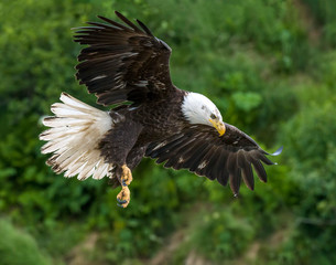 Bald Eagle at McNeil River in Alaska