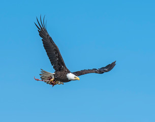Bald Eagle at McNeil River in Alaska