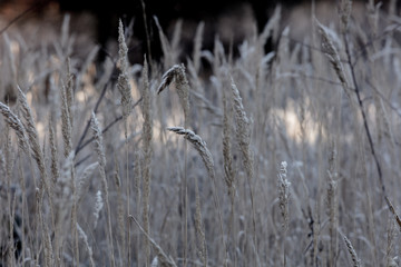 frozen grass in the early morning