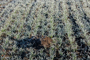 molehill in a field of wheat during frosts