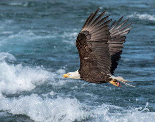 Bald Eagle in flight
