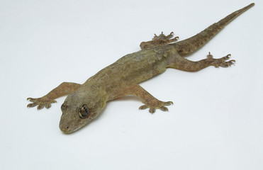 Naklejka premium Brown lizard on a white background, Southeast Asian lizard.