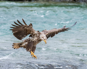 Immature Bald Eagle at McNeil River in Alaska