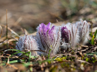 Group of Pulsatilla grandis blooming in the early sunny spring