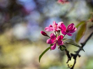 Fototapeta na wymiar Pink flowers of blooming tree in spring