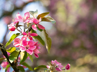 Pink flowers of blooming tree in spring
