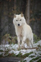 Obraz premium white wolf in the forest