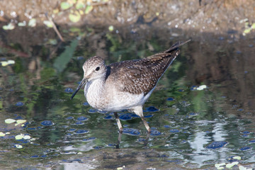 Solitary Sandpiper bird standing in the marsh looking for prey in water. Nature animals ornithology.