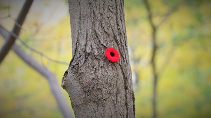 poppy on a tree trunk