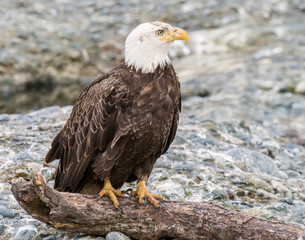 Bald Eagle at McNeil River in Alaska
