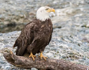 Fototapeten Bald Eagle at McNeil River in Alaska © David McGowen