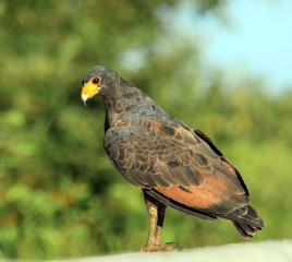 The Common black-Hawk bird sitting on a rock against a background of green trees, attentive look. Fauna, birds, ornithology.