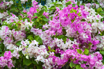 Background of white and lilac colors of the bougainvillea in bright Sunny weather. Backgrounds, structure, design.