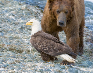 Bald Eagle with Brown Bear in the background at McNeil River 