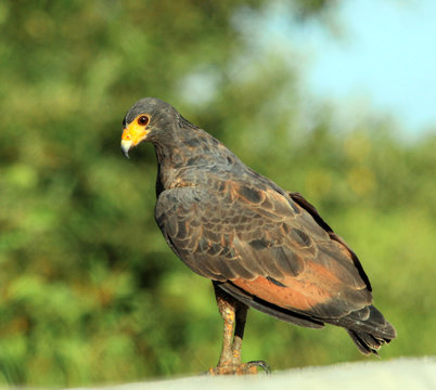 The Common black-Hawk bird sitting on a rock against a background of green trees, attentive look. Fauna, birds, ornithology.