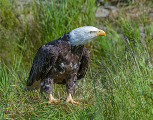Bald Eagle at McNeil River in Alaska