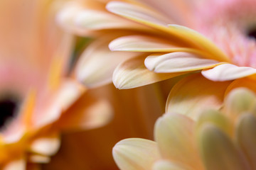 Fototapeta premium close-up of a gerbera flower. macrophotography of gerbera leaves. Beautiful backdrops for greeting card