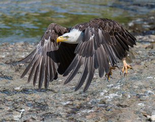 Bald Eagle at McNeil River in Alaska