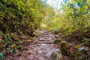 Fototapeta na wymiar Beautiful paths to the jungle