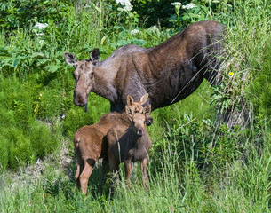 Alaskan Moose with two calves