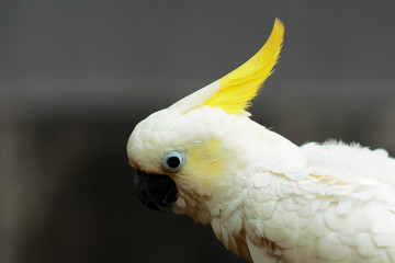Photo Picture of a Beautiful Colored Tropical Parrot